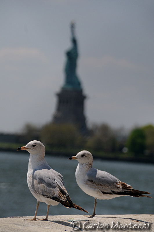 DSC_1033.jpg