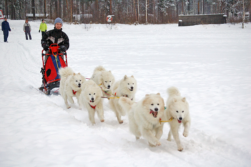 alexander with 6 dogs.jpg