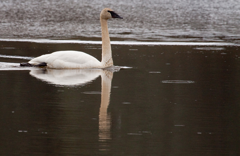 Trumpeter Swan