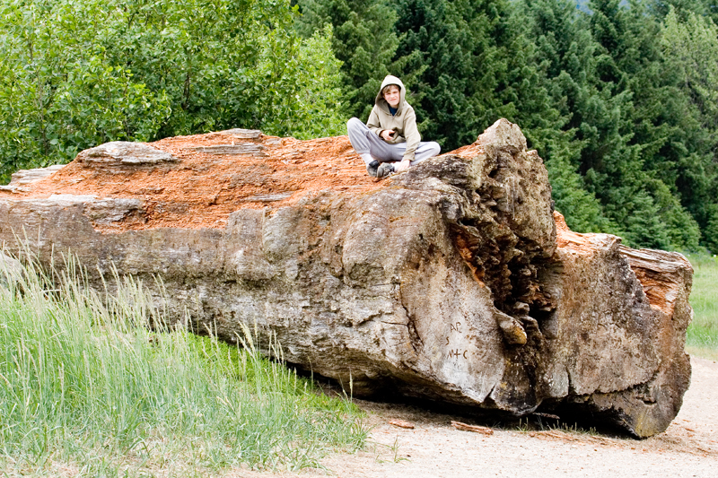 Brad on old spruce