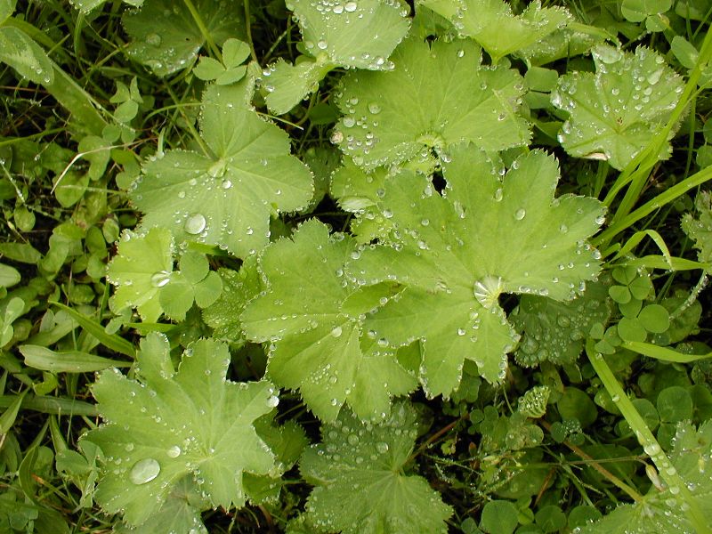  The green of Uzungol, Trabzon