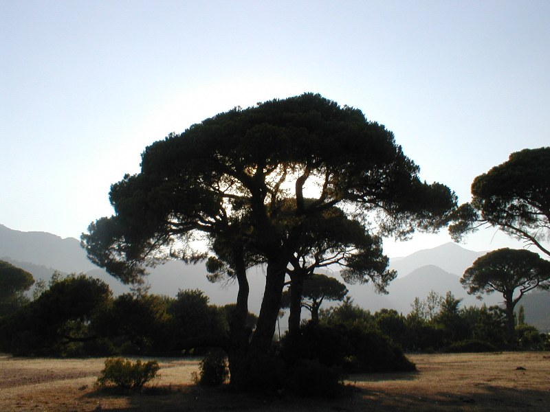 The trees of Olympos, Antalya....