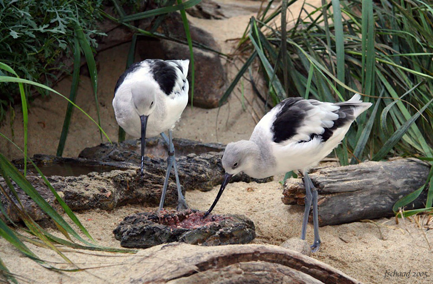 American Avocets