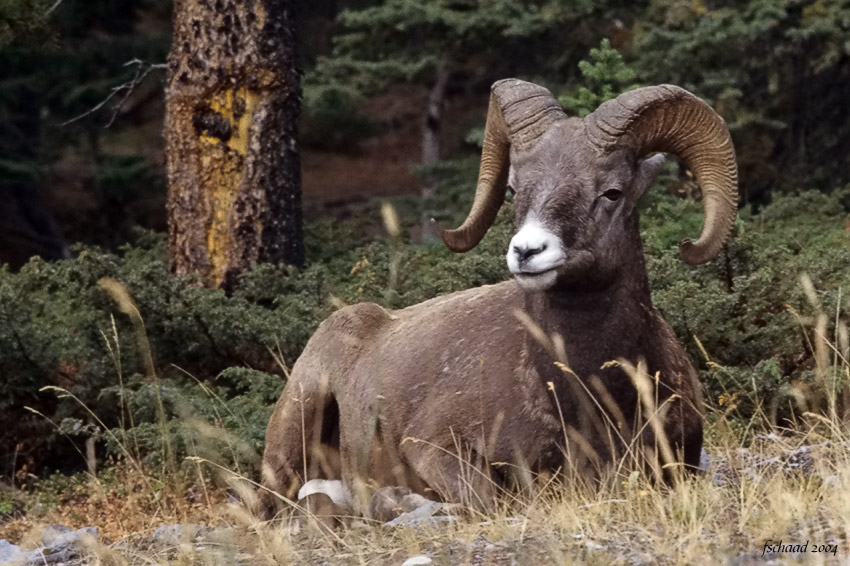 Male Bighorn Sheep