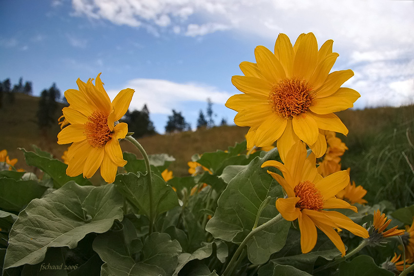 Desert Sunflower