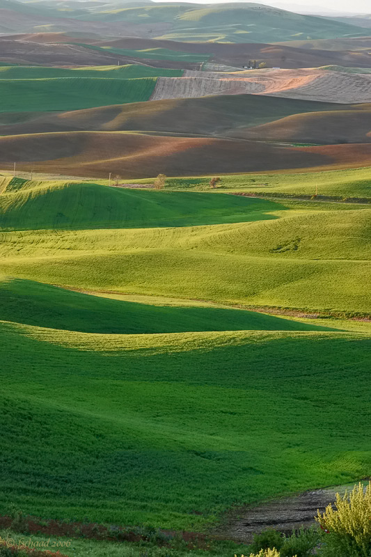 Early Evening on the Palouse