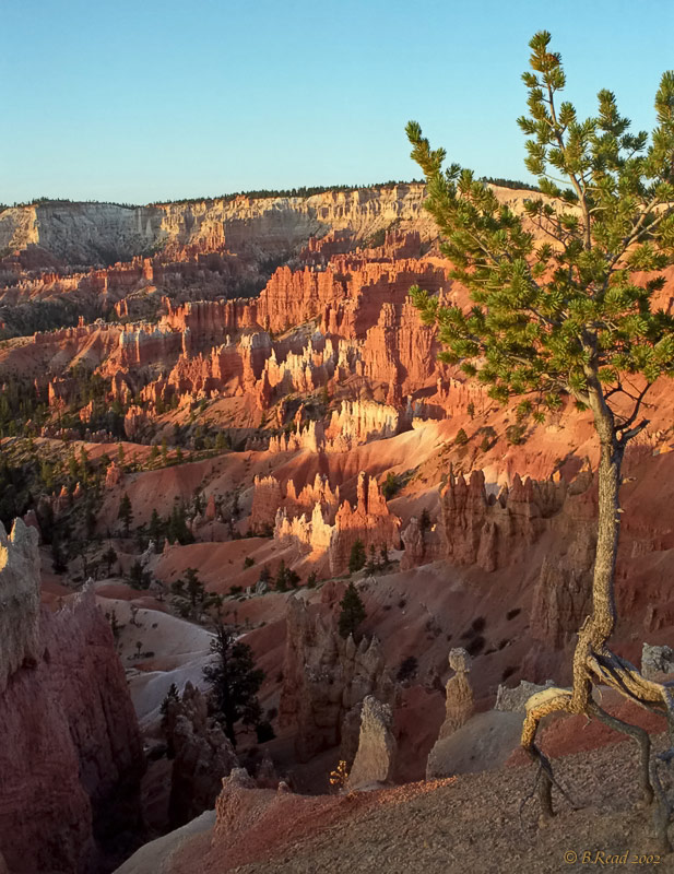 Morning Light at Bryce