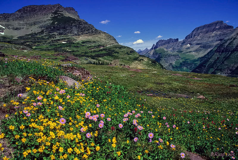 Logan Pass in Blooom