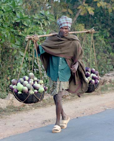 transport of fruit