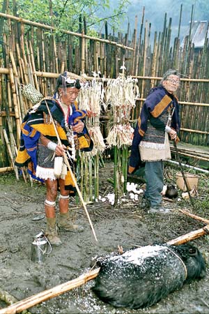 Myoko Priest and pig. Apatani tribe