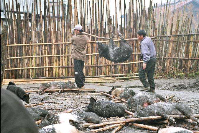 Myoko. Sacrificed pigs. Apatani tribe