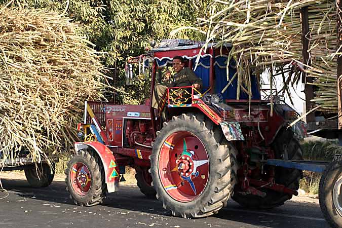 Tractor taking sugar cane to the factory