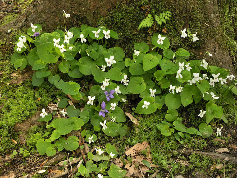 sweet white violets and purple violets.jpg