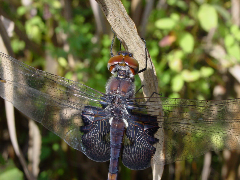 black saddlebags ks-926 019.jpg