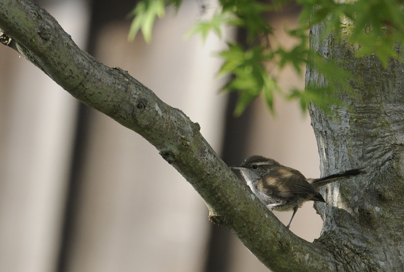 Bewicks Wren