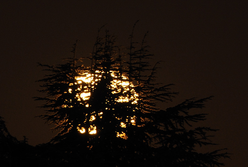Moon Lit Tree