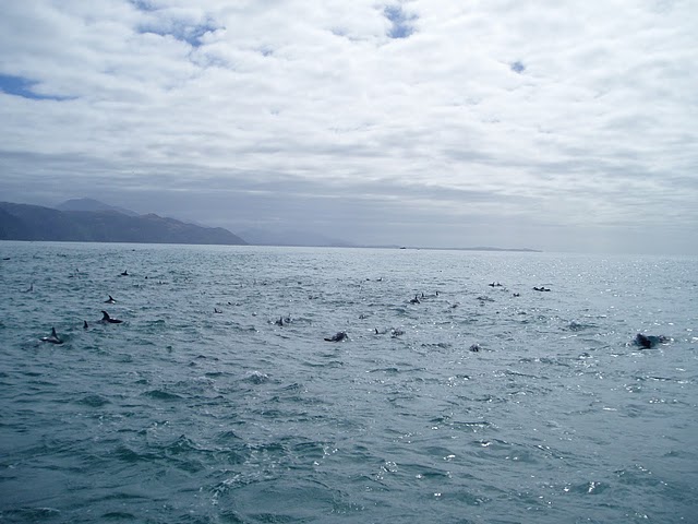 Dolphins and Ben swimming