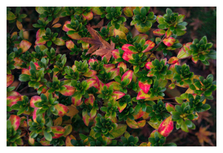 Azalea with its fall colors