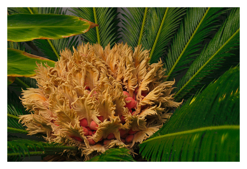 Palm Flower and Seeds