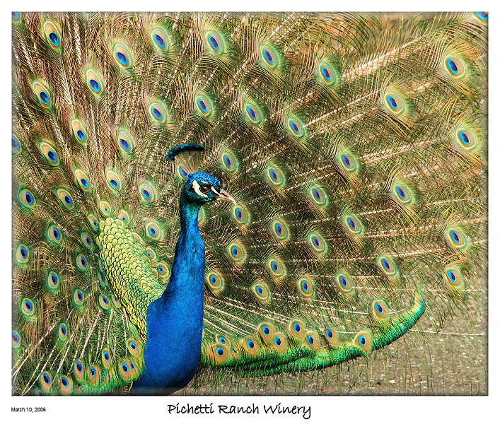 Peacock Show