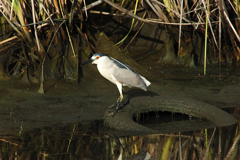 Black Crowned Night Heron