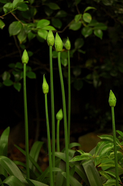 Getting ready to blossom
