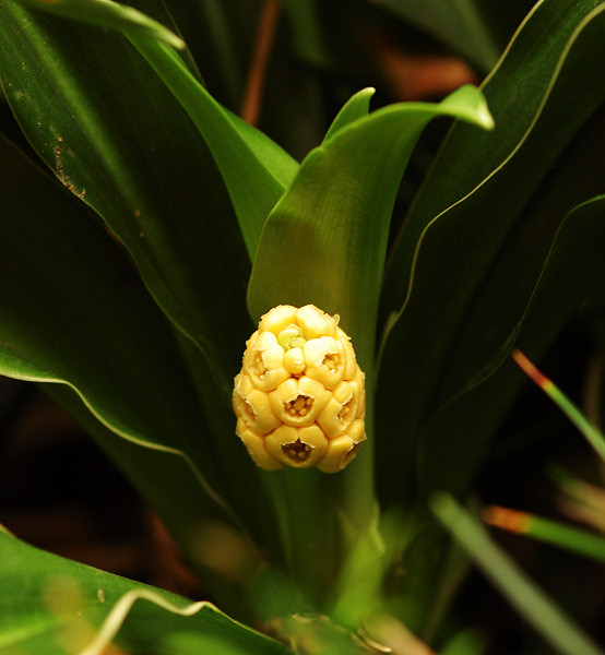 Little Yellow Flower