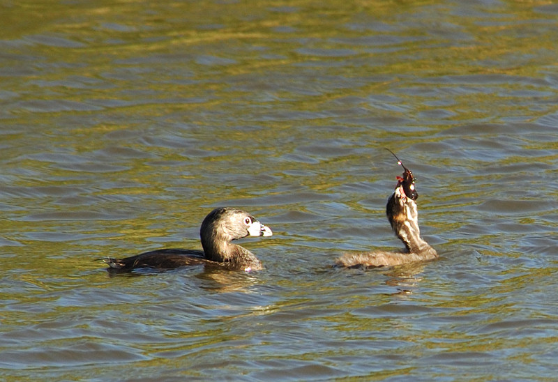 Baby Grebe with a mouthful