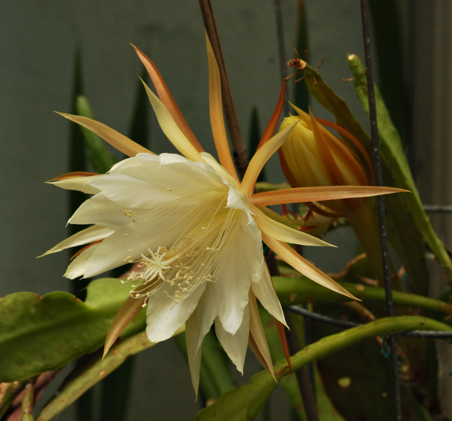 Same white Epi blossoms