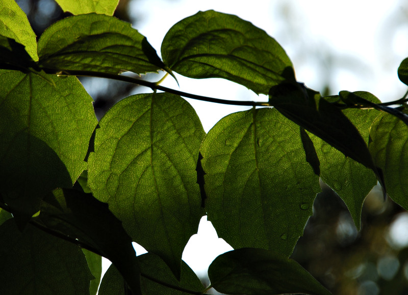 Sunrise Green