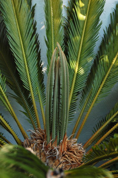 Sprouting New Palm Leaves