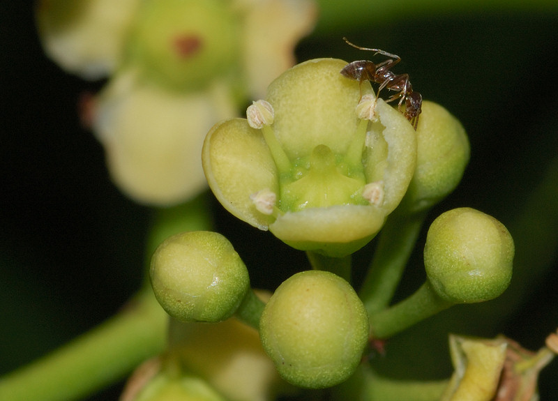 Ant visiting this tiny blossom