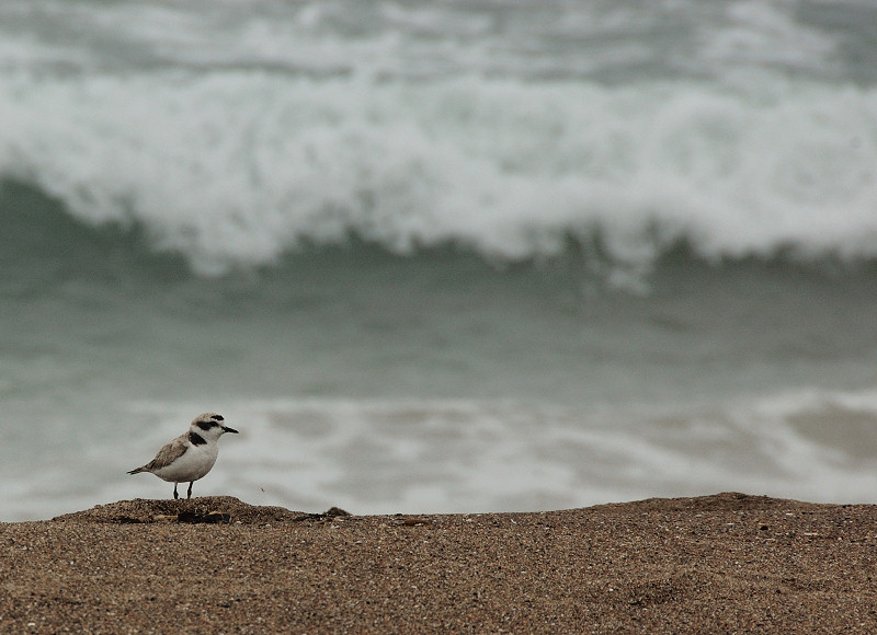 Snowy Plover at the Morro Bay SandSpit