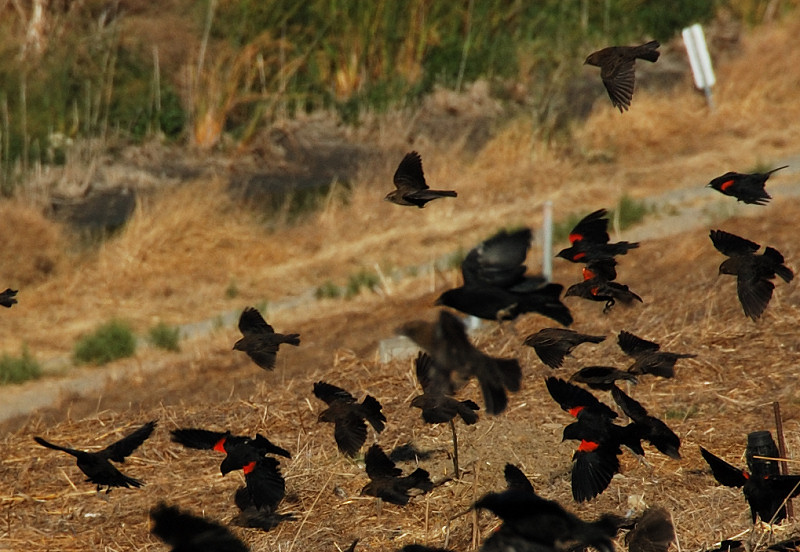 Red Winged Black Birds