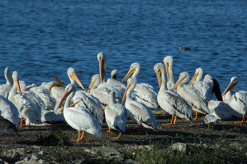 White Pelicans