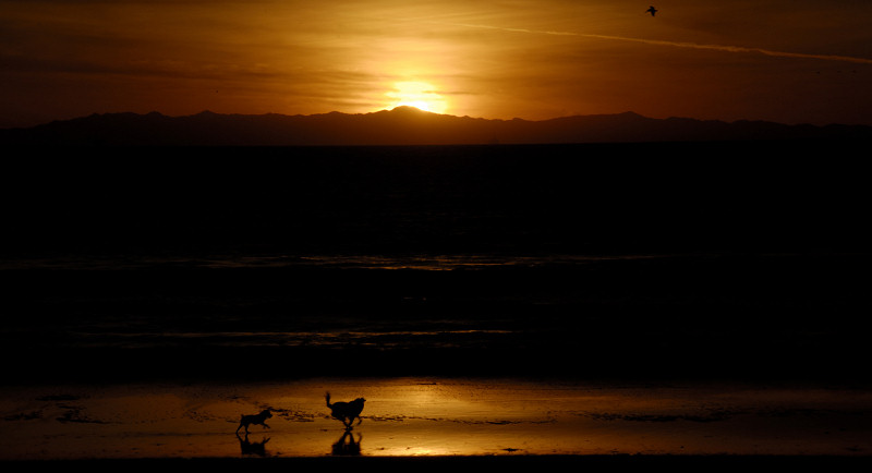 Dogs Playing