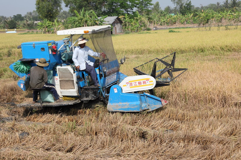 La moisson du riz