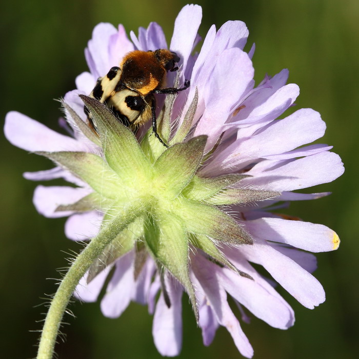 Trichie fascie sur scabieuse