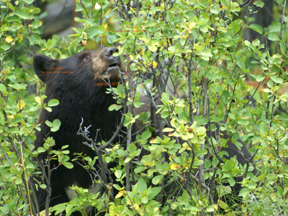 Black bear eyes huckleberries near Waterton - DSC02685 