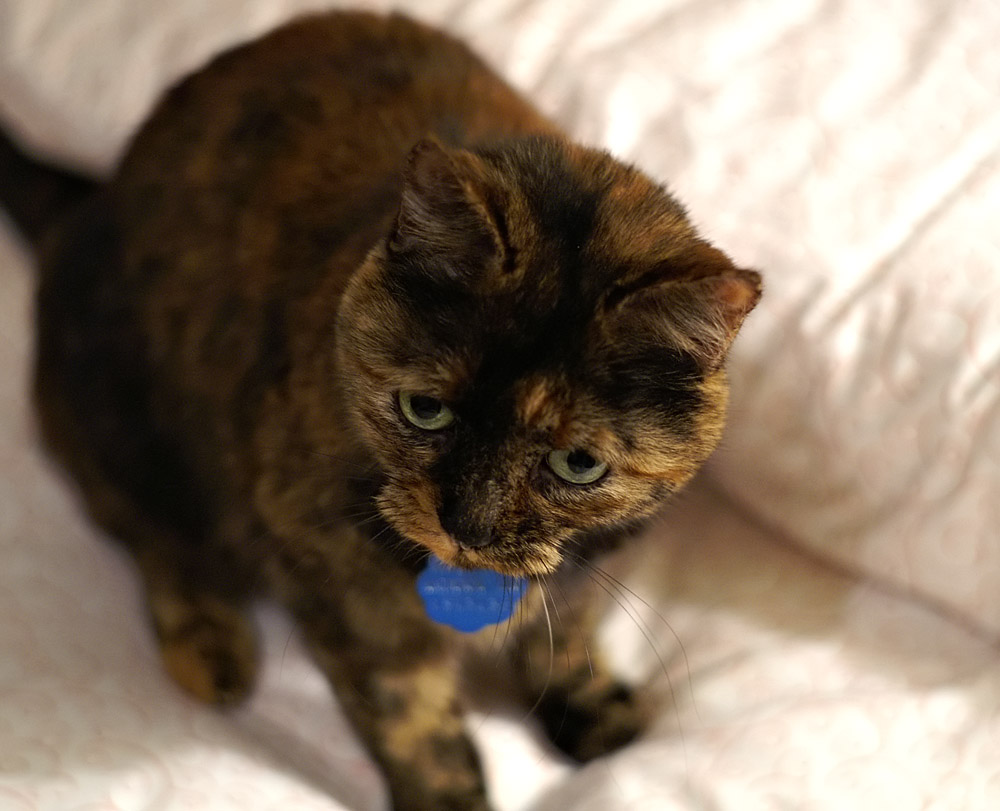 Gracie