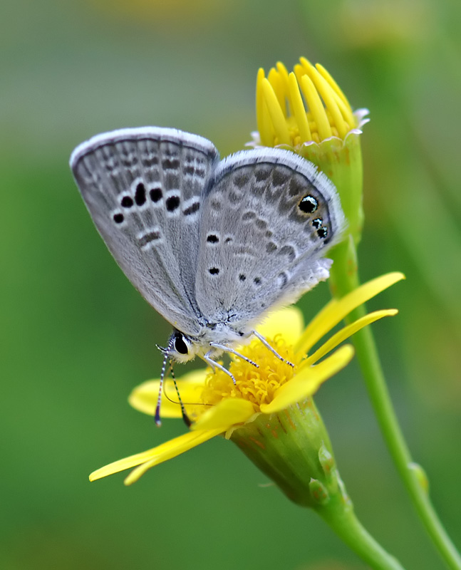 Reakirts Blue Butterfly
