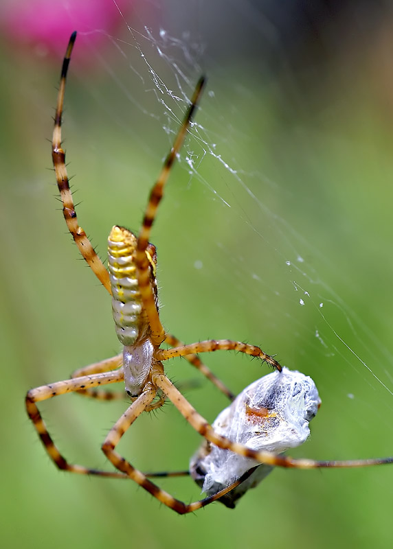 Spider and Bee