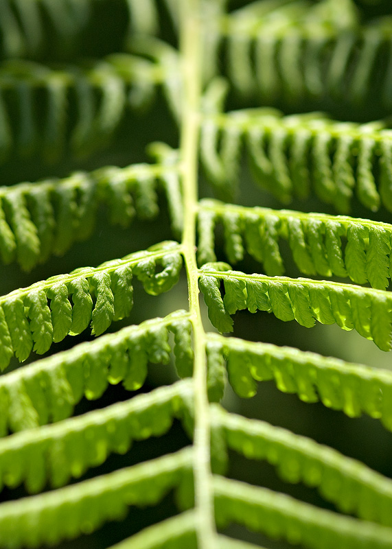 Fern
