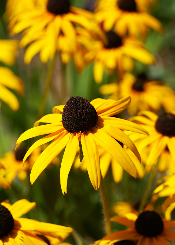 Black-eyed Susans
