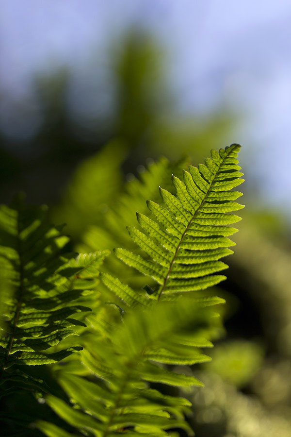 looking up a tree