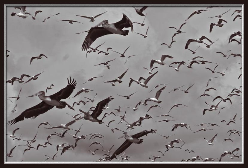 The Birds