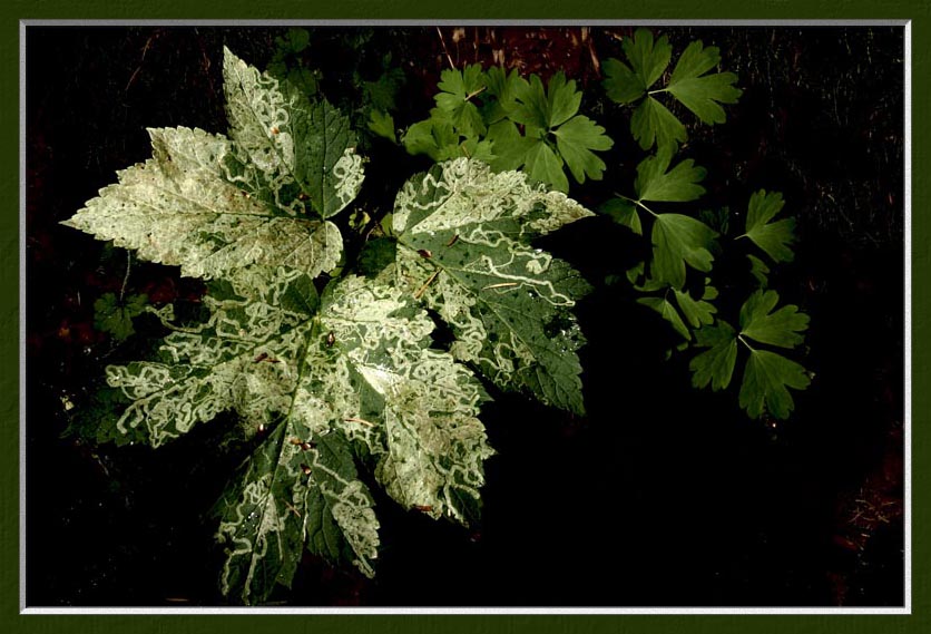 insect roads on leaves