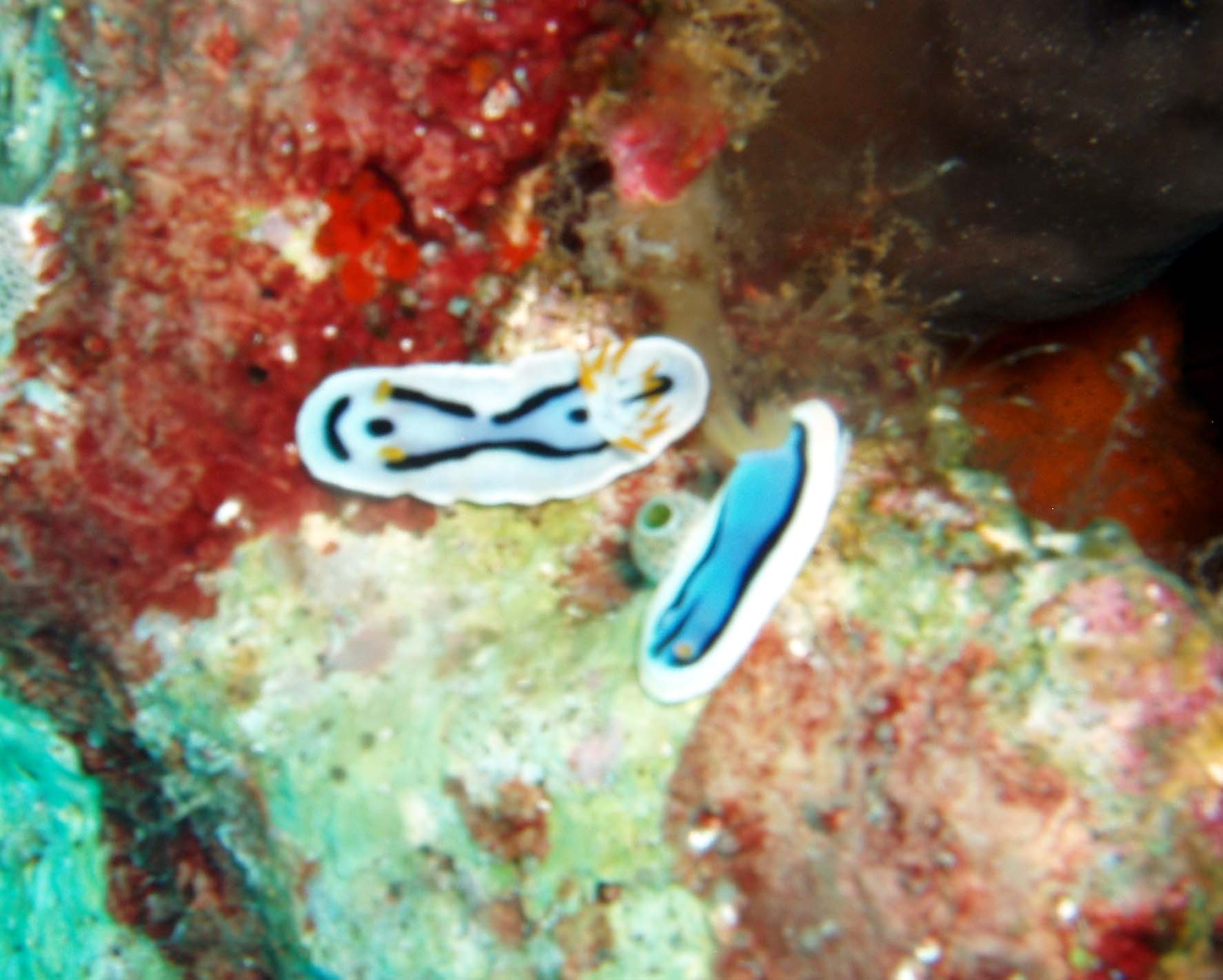 annas magnificent slug nudi.JPG