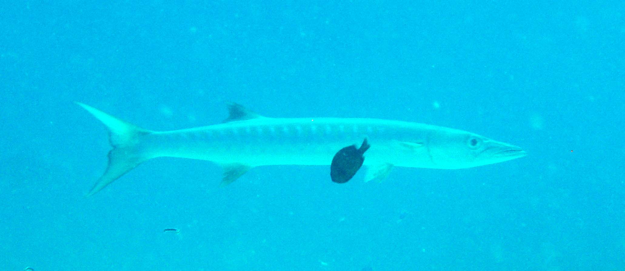 barracuda2.jpg