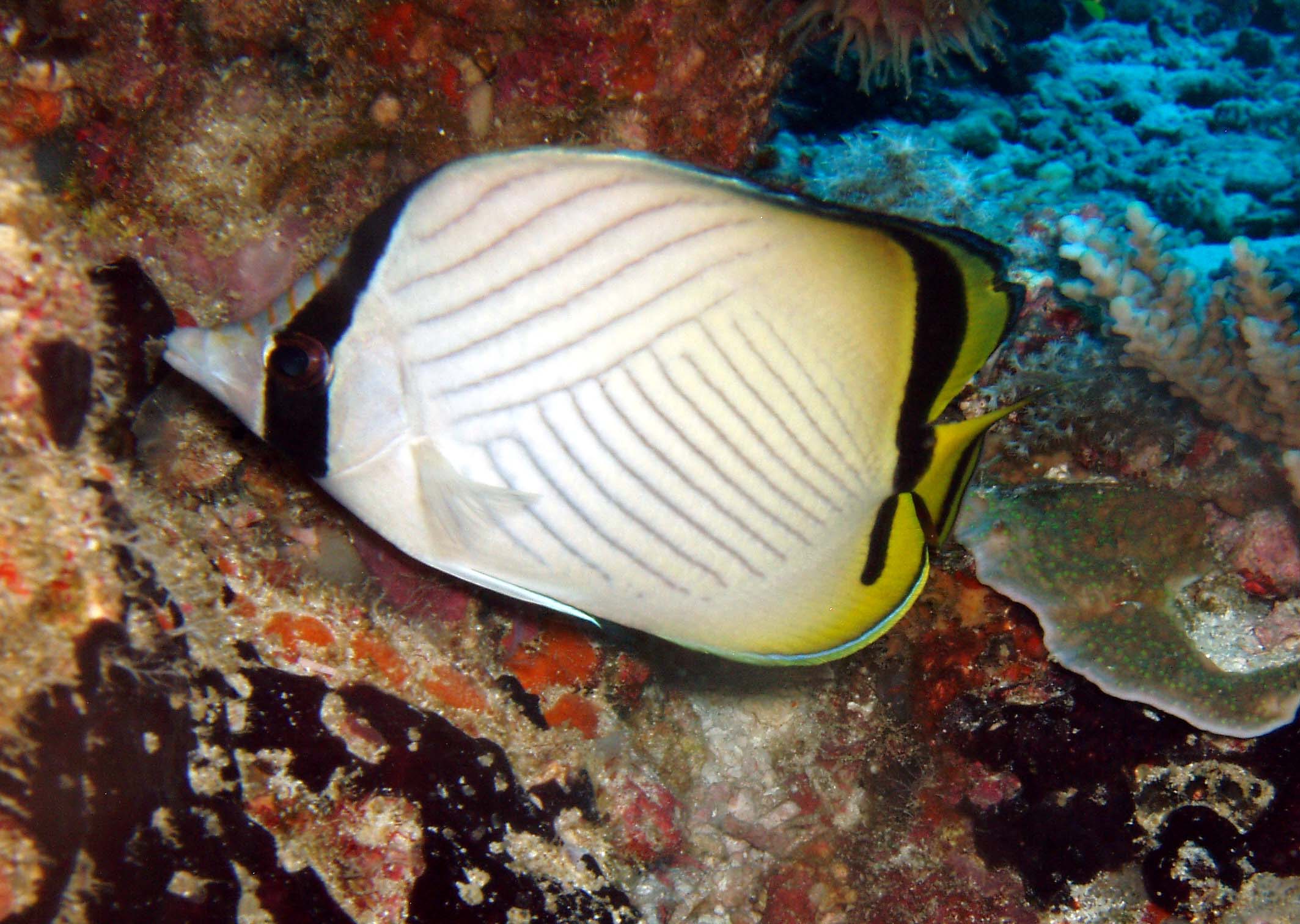 pacific triangular butterflyfish.JPG